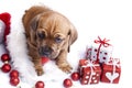 Cute doggy and Christmas decoration Royalty Free Stock Photo