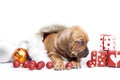 Cute doggy and Christmas decoration Royalty Free Stock Photo