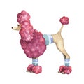 Cute doggy french poodle pink, adorable illustration, vector watercolor hand