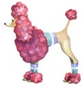 Cute doggy french poodle pink, adorable illustration, watercolor hand