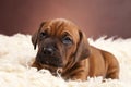 Cute doggy resting on white blanket