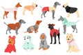 Cute dogs in canine clothes mega set in flat design. Vector illustration Royalty Free Stock Photo