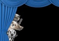 Cute dogs and cat hiding behind the curtain Royalty Free Stock Photo