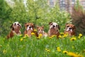 Cute dogs and cats in the tall grass among the dandelions. English Bulldog Puppies in a city park Royalty Free Stock Photo