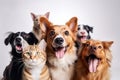 Cute_dogs_and_cats_together_hanging_paws_over_white1_6 Royalty Free Stock Photo