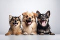 Cute_dogs_and_cats_together_hanging_paws_over_white1_4 Royalty Free Stock Photo