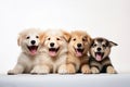 Cute_dogs_and_cats_together_hanging_paws_over_white1_3 Royalty Free Stock Photo