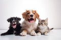 Cute_dogs_and_cats_together_hanging_paws_over_white1_5 Royalty Free Stock Photo