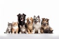 Cute_dogs_and_cats_together_hanging_paws_over_white1_1 Royalty Free Stock Photo