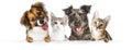 Dogs And Cats Paws Over Website Banner