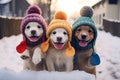 cute dogs decked out in stylish clothes playfully explore a snowy landscape.