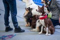 Cute dogs of different breeds at the exhibition, sitting in a group and listening to commands Royalty Free Stock Photo