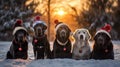 cute dogs of different breeds in New Year\'s hats. Banner with animals with a festive theme.