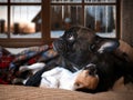 Cute dogs enjoy the warmth under the blanket. Winter evening, snow-covered window