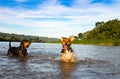 Cute dogs enjoying a beautifull tropical river in Costa Rica