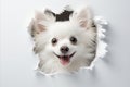 Cute Dogs Head Emerging from Hole in White Whatman Paper with Copy Space for Text