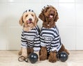 Cute dogs in his jail house rock clothes