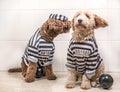 Cute dogs in his jail house rock clothes Royalty Free Stock Photo