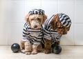 Cute dogs in his jail house rock clothes