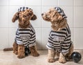 Cute dogs in his jail house rock clothes Royalty Free Stock Photo