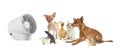 Cute dogs, kitten, guinea pig, rats and duckling near fan on white background, banner design. Summer heat