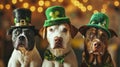 Cute Dogs with Leprechaun Hats, St. Patrick\'s Day