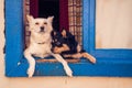 Cute dogs looking outside of the window on a sunny day Royalty Free Stock Photo