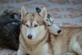 Cute dogs are lying in the house area. Locked in the house Behind the iron fence Royalty Free Stock Photo