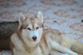 Cute dogs are lying in the house area. Locked in the house Behind the iron fence Royalty Free Stock Photo