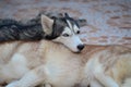 Cute dogs are lying in the house area. Locked in the house Behind the iron fence Royalty Free Stock Photo