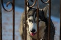 Cute dogs are lying in the house area. Locked in the house Behind the iron fence Royalty Free Stock Photo