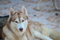 Cute dogs are lying in the house area. Locked in the house Behind the iron fence Royalty Free Stock Photo