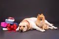 Cute dogs near gift boxes, studio shot. Royalty Free Stock Photo