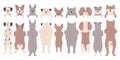 Cute dogs peeking out standing in row front and back view isolated set vector illustration