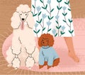 Cute dogs of Poodle breed sitting on floor near owners legs. Adorable curly big and little doggies at home. Purebred Royalty Free Stock Photo