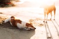 Cute dogs relaxing on the sandy beach during sunset. Dogs on the sandy beach. Stray dogs in Asia