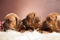 Cute dogs resting on white blanket