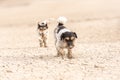 Cute dogs run over sandy ground and have fun. Two Jack Russell Terriers Royalty Free Stock Photo