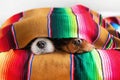 Cute dogs sleepeing under colorful blanket Royalty Free Stock Photo