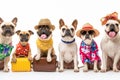 Cute dogs in sunglasses with suitcase and straw hat. Funny vacation and travel concept. Lovable, pretty dogs. Travel preparation