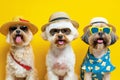 Cute dogs in sunglasses with suitcase and straw hat. Funny vacation and travel concept. Lovable, pretty dogs. Travel preparation