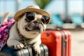 Cute dogs in sunglasses with suitcase and straw hat. Funny vacation and travel concept. Lovable, pretty dogs. Travel preparation