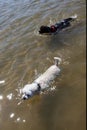 Cute dogs swimming in the sea Royalty Free Stock Photo