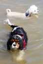 Cute dogs swimming in the sea Royalty Free Stock Photo