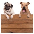 Cute dogs, terrier and pug dog, hanging with paws on blank wooden promotional board sign, isolated on white background