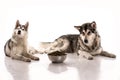 Cute dogs and their favorite food on a white background