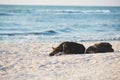 Cute dogs sleep on the beach at dawn Royalty Free Stock Photo