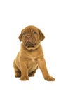 Cute dogue de Bordeaux puppy glancing away sitting isolated on a white background Royalty Free Stock Photo