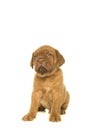 Cute dogue de Bordeaux puppy looking up sitting isolated on a white background Royalty Free Stock Photo