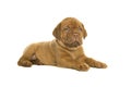 Cute dogue de Bordeaux puppy lying down isolated on a white background Royalty Free Stock Photo